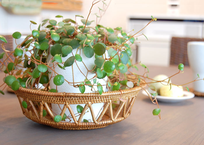 アタ製ラティスボウル