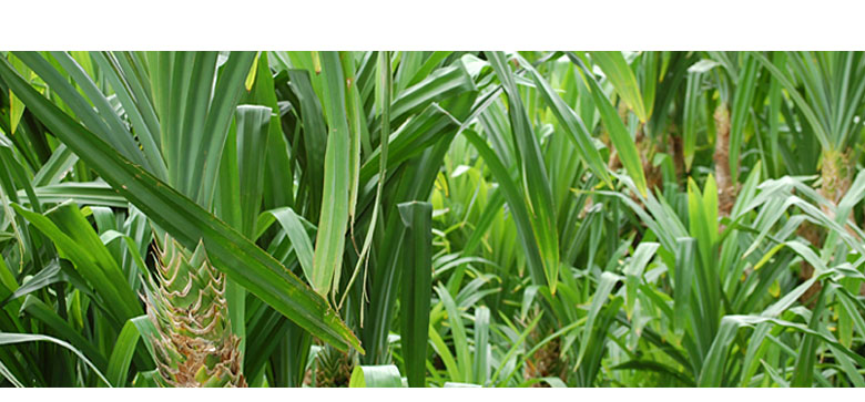 ツヤのあるレザーのような質感、天然素材パンダン