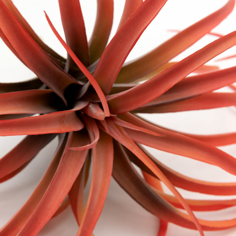 お気に入りのバスケットやガラスケースに入れて飾るのもおすすめです。