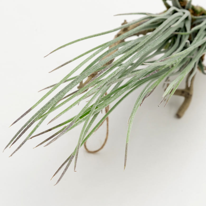 触らないとわからないようなリアルさは、本物さながら！