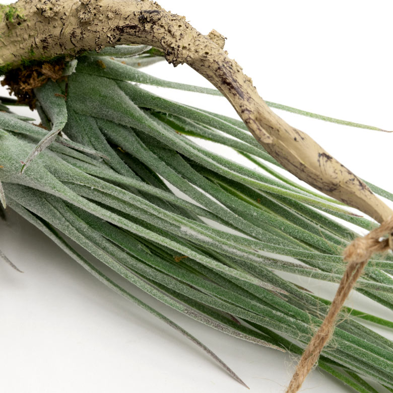 グリーンを取り入れて、癒しのあるお部屋に