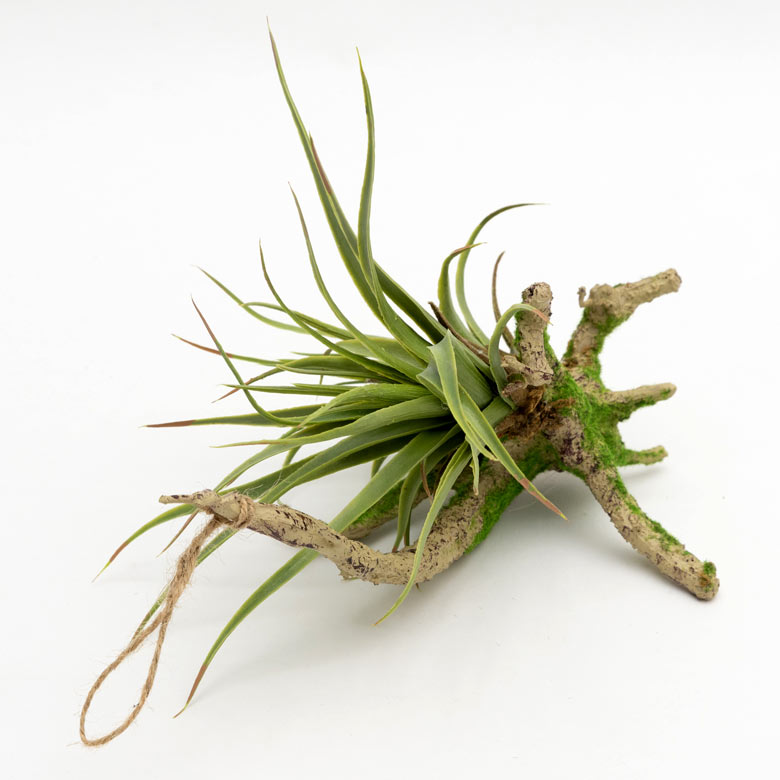 枯れない、お手入れいらず、本物そっくり