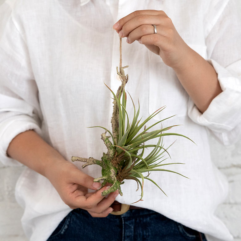 手に持つとこの大きさ