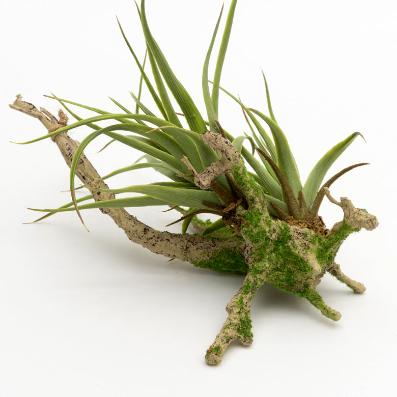 グリーンを取り入れて、癒しのあるお部屋に