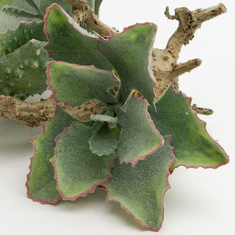 触らないとわからないようなリアルさは、本物さながら！