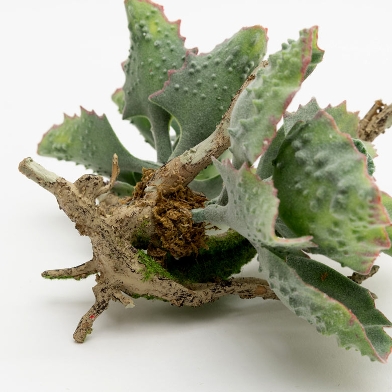 グリーンを取り入れて、癒しのあるお部屋に