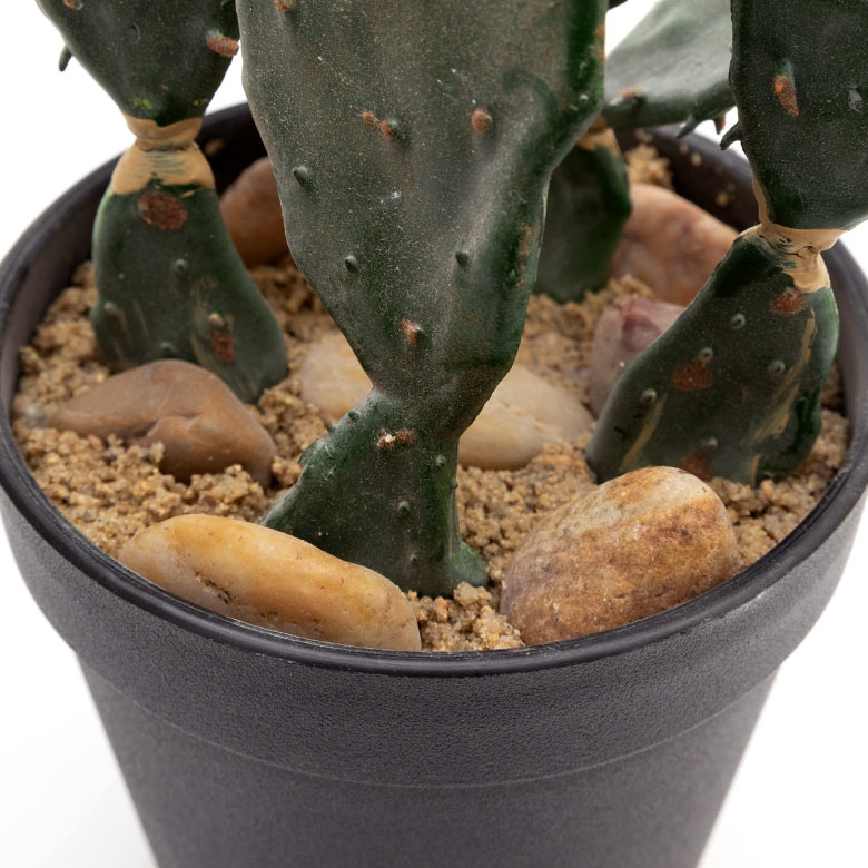 グリーンを取り入れて、癒しのあるお部屋に