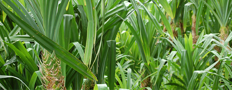 ツヤのあるレザーのような質感。天然素材「パンダン」。