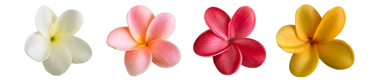 鮮やかな全４色