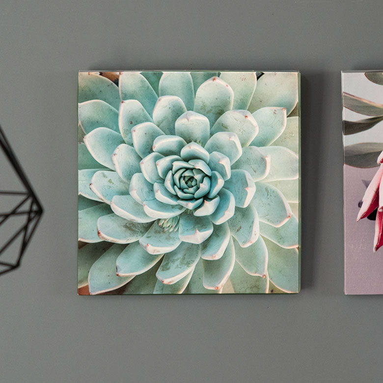 多肉植物エケベリアの壁掛けキャンバスアート。