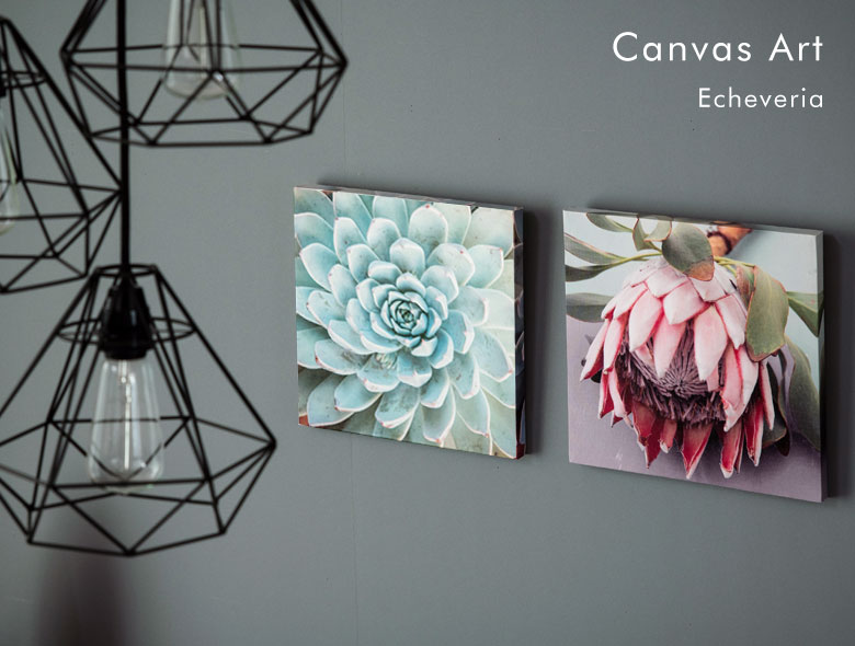 多肉植物エケベリアの写真アート。