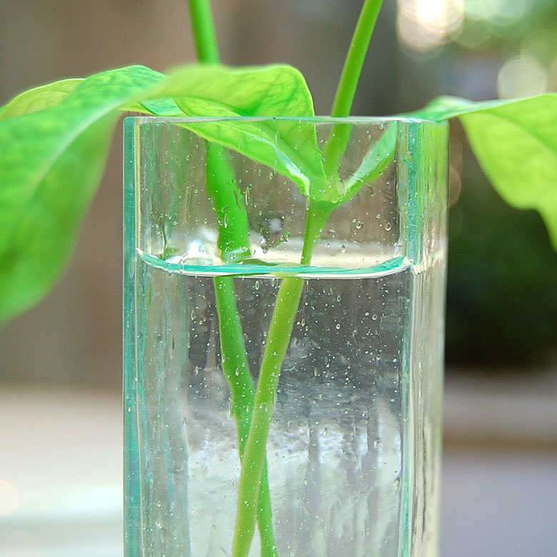 ガラスの四角い一輪挿し