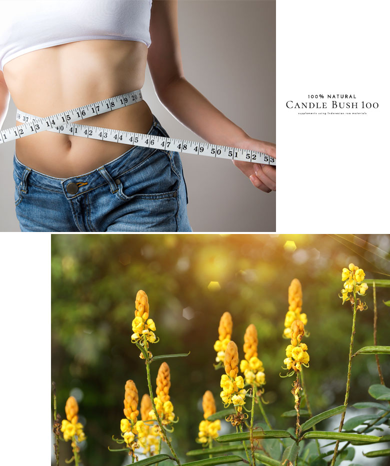 キャンドルブッシュャンドルブッシュの葉のみを使用