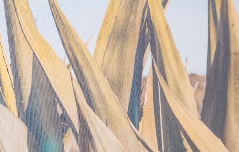 カラッと澄み渡った空と、大地に生える植物をダイナミックに描いた