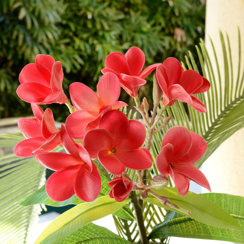 アーティフィシャルフラワー[ プルメリア ]