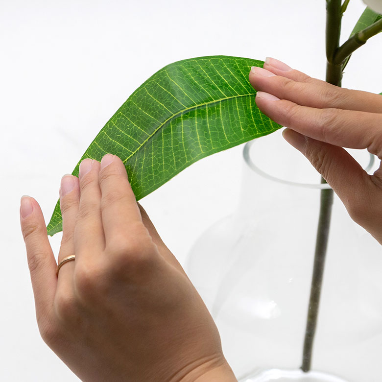 葉は閉じた状態でお届けします。葉を手で広げることができます。