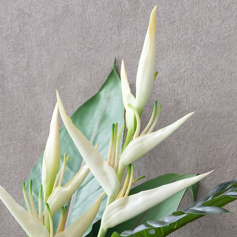 プシッタコルム