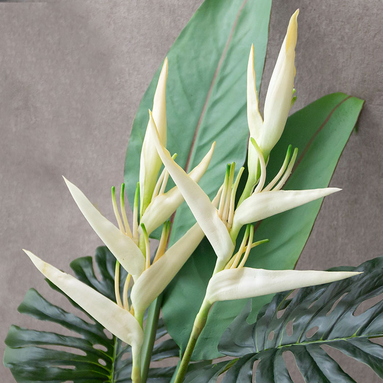 プシッタコルム