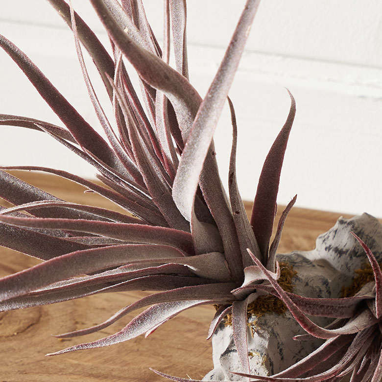 チランジアのフェイクグリーン