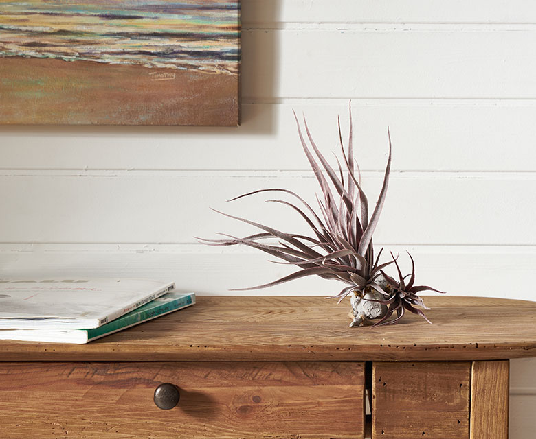 ハナアナナス属のフェイク植物