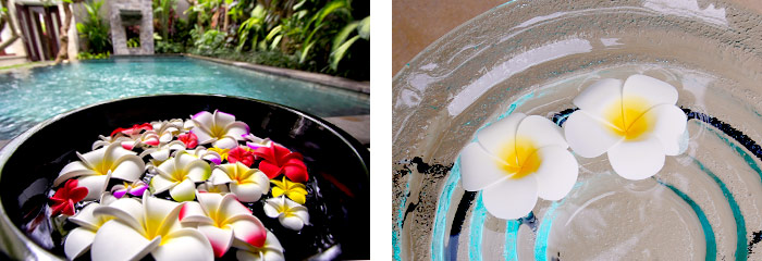 水に浮かべて本物そっくりプルメリア造花