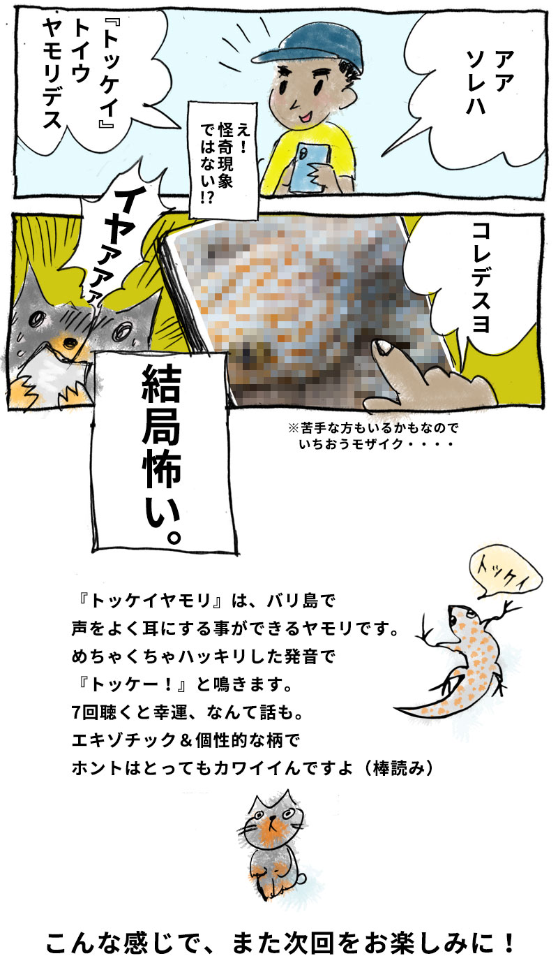 トッケー。トッケイ。バリの生き物。