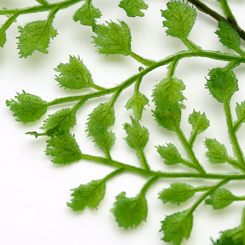 繊細で柔らかい葉が特徴