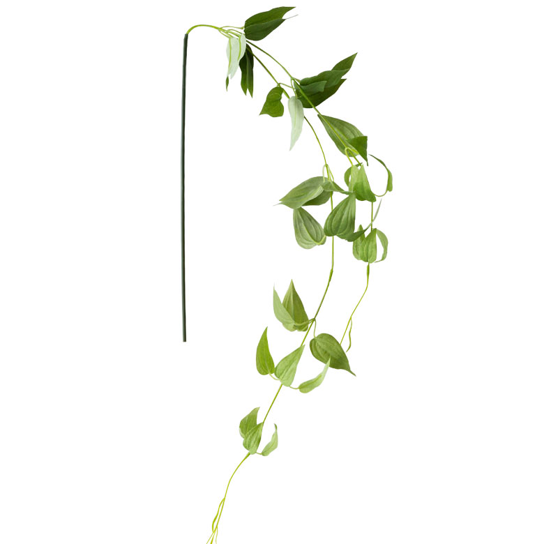 繊細で柔らかい葉が特徴