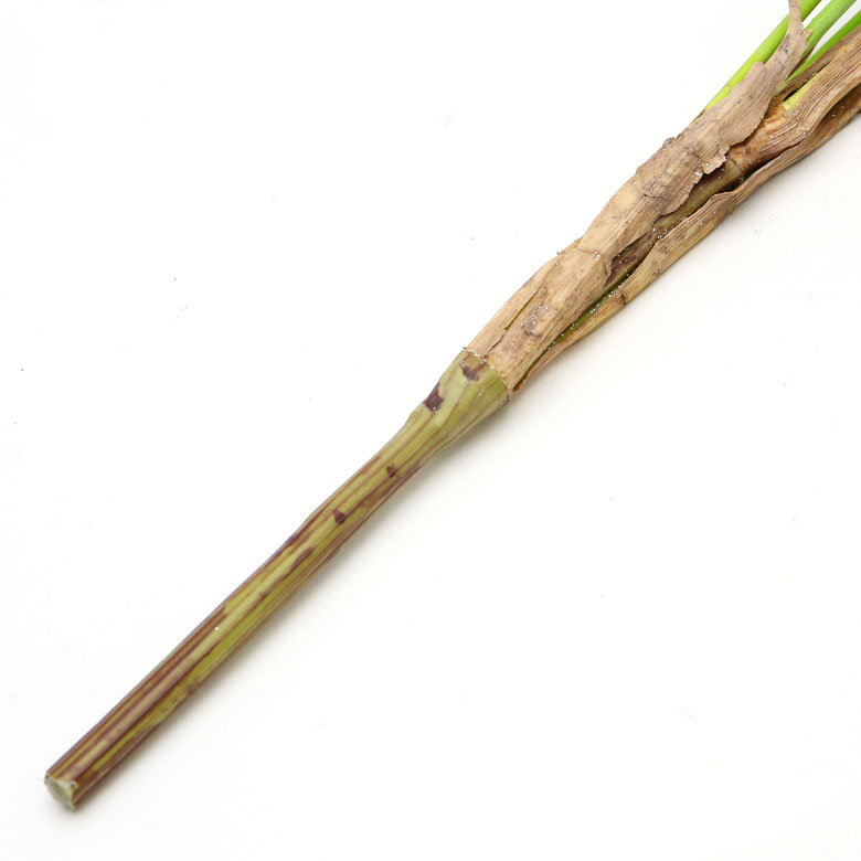 枝も忠実に再現