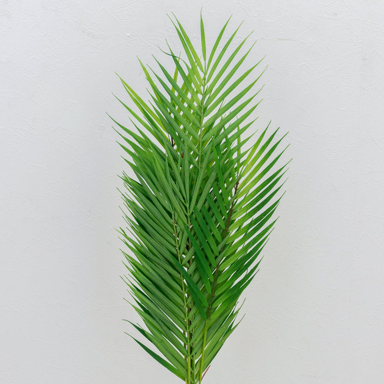 グリーンを取り入れて、癒しのあるお部屋に