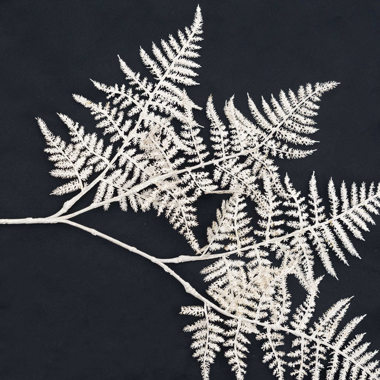 ブランカアスパラガス