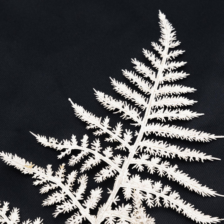 ブランカアスパラガス