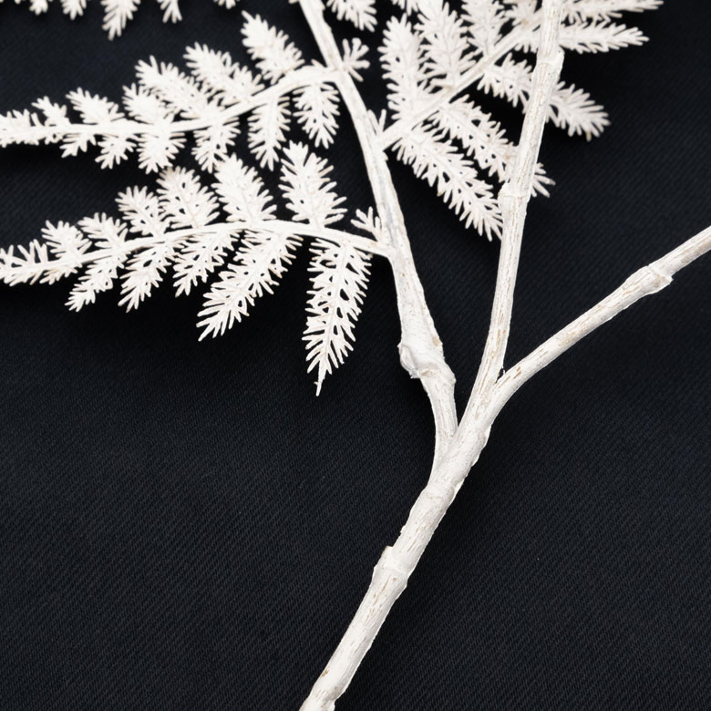 ブランカアスパラガス