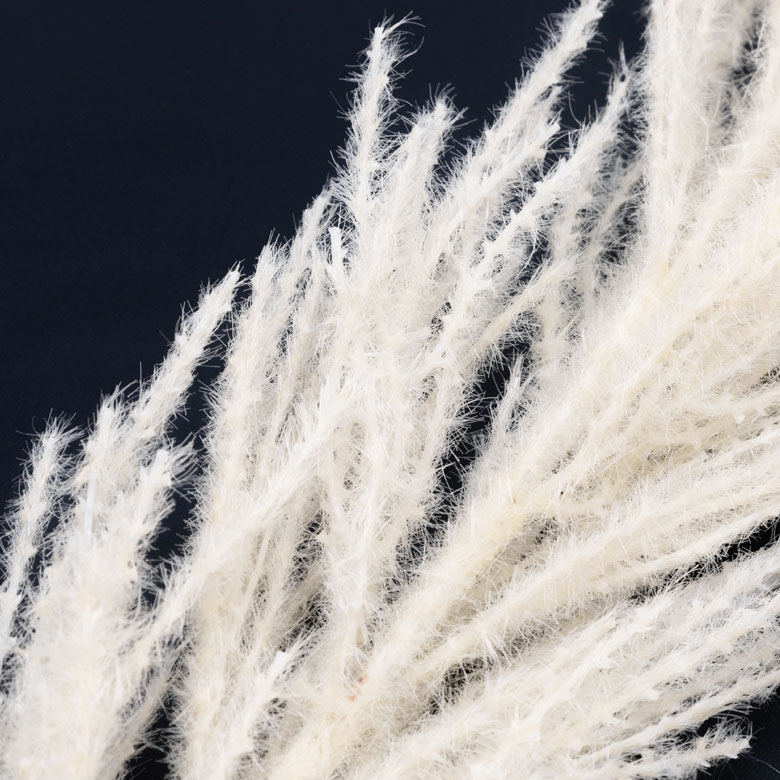 パンパスグラス