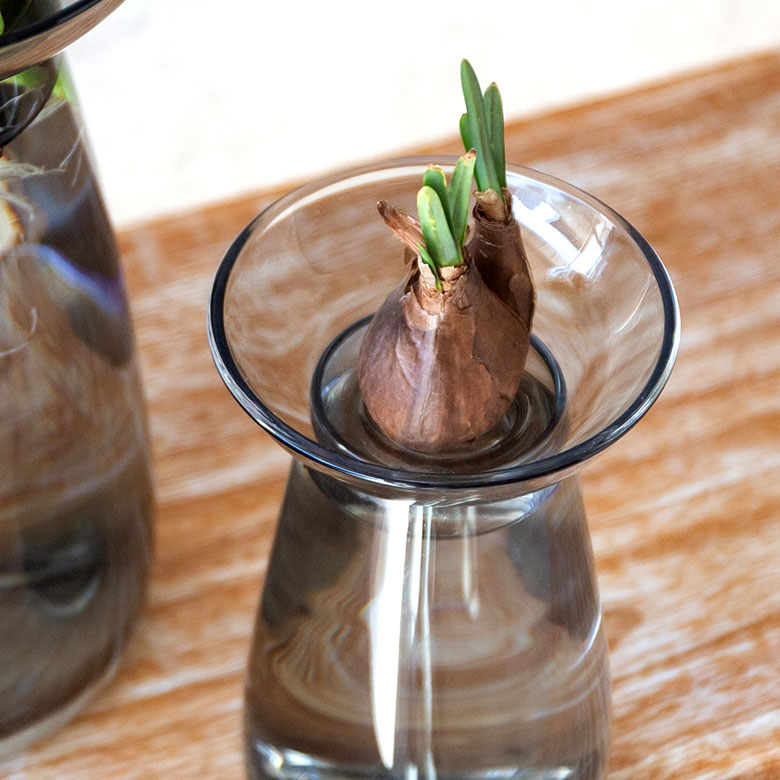 アクアカルチャーベースSサイズ [ クリア/グレー ]