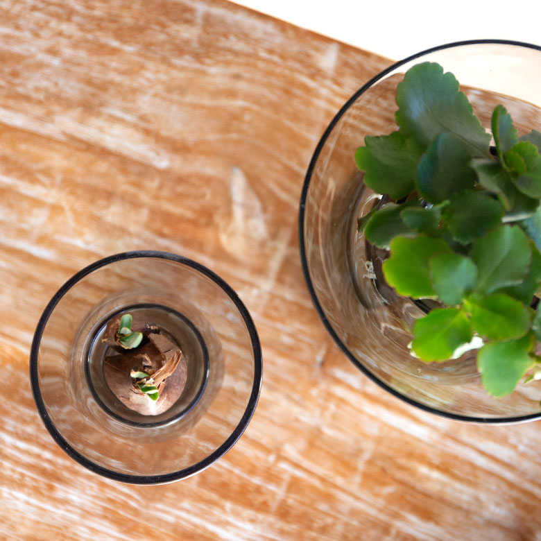 アクアカルチャーベースSサイズ [ クリア/グレー ]