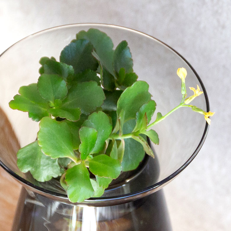 アクアカルチャーベースLサイズ [ クリア/グレー ]