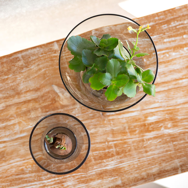 アクアカルチャーベースLサイズ [ クリア/グレー ]