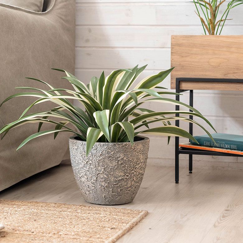 自然な風合いで主役を引き立てる。プランター Sサイズ