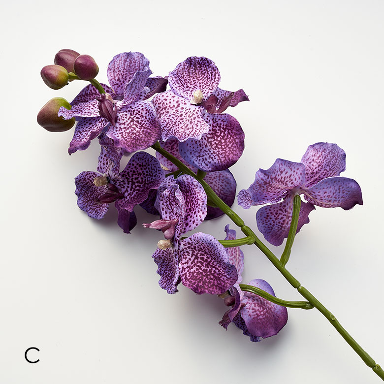 カラーC オーキッド