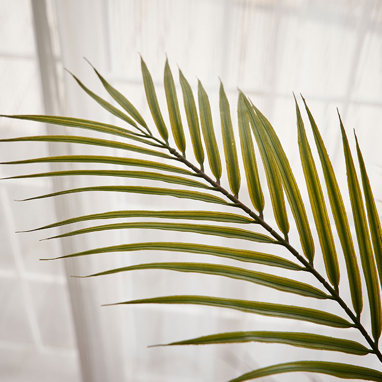 生命力を感じさせる、ダイナミックな姿のパームツリー