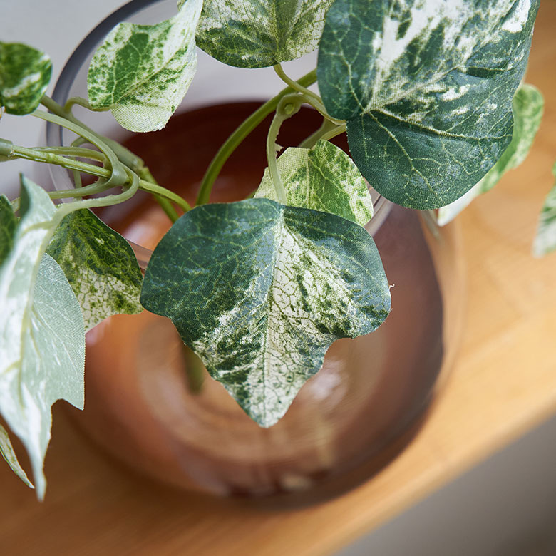 白い斑入りの葉が爽やかな、インテリアグリーンの定番のアイビー