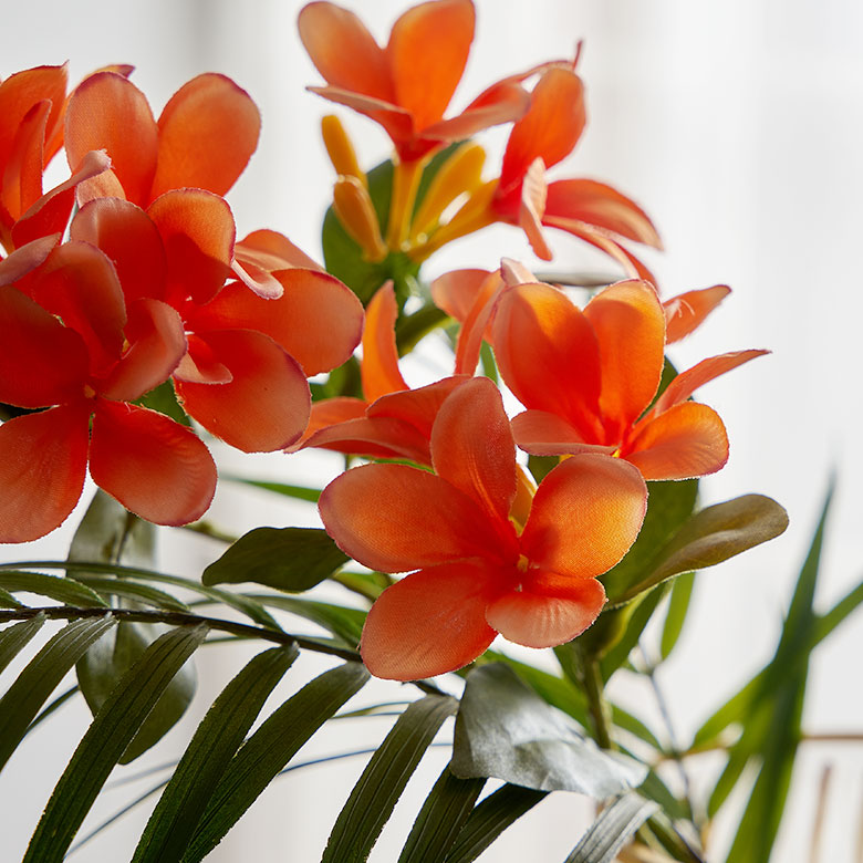 繊細な花びらが優雅で上品なプルメリア