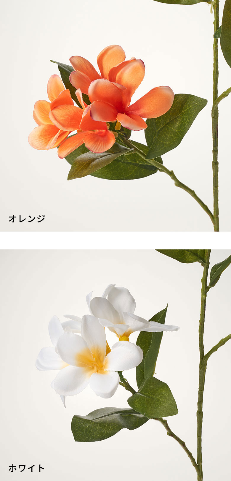 オレンジ ホワイト