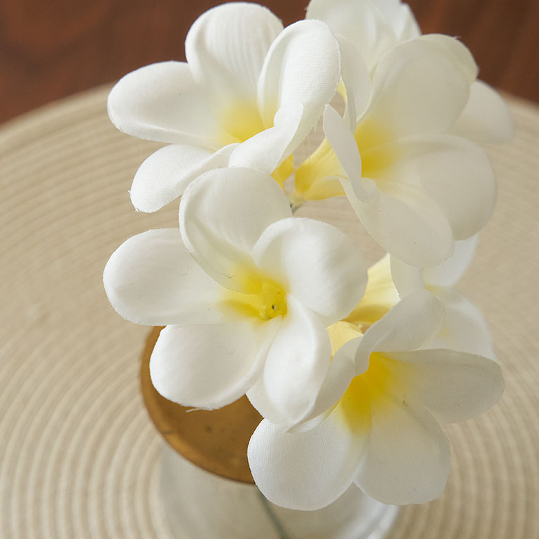 繊細な花びらが優雅で上品なプルメリア