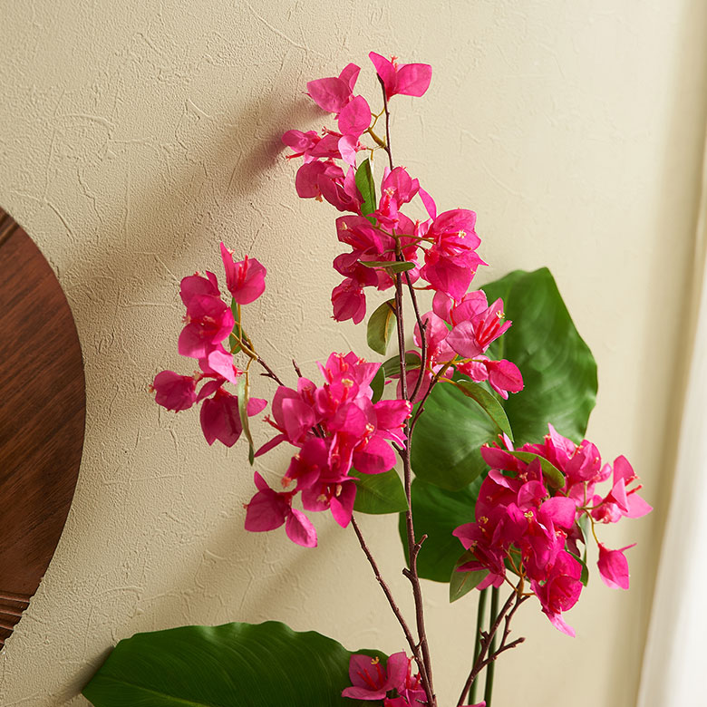 サザンブーゲンビリア