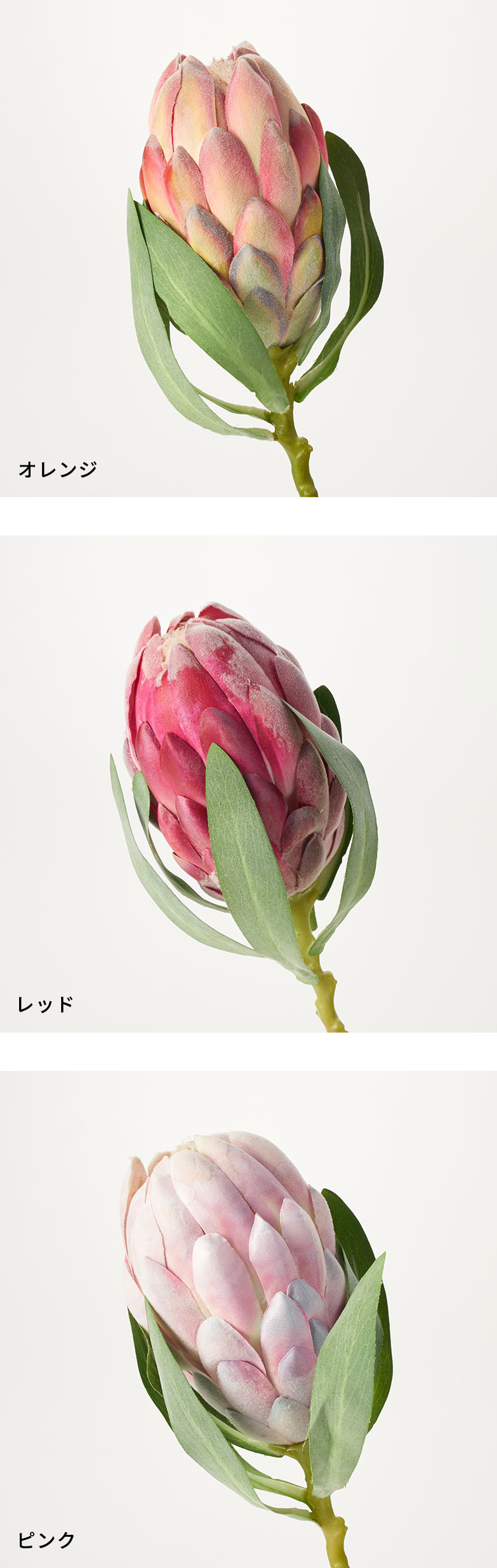 オレンジ レッド ピンク