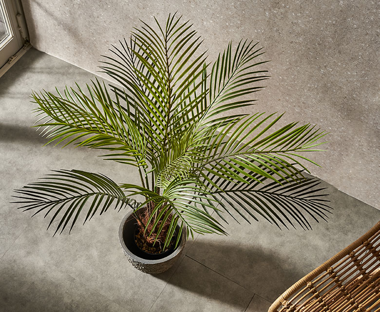 お部屋にひとつ置くだけで、ビーチや南国の雰囲気になる観葉植物