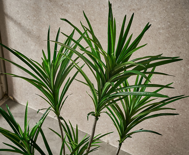 シャープな葉が放射状に拡がるユッカ