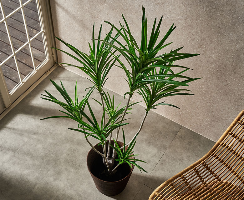 お部屋にひとつ置くだけで、ビーチや南国の雰囲気になる観葉植物